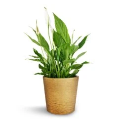 Spathiphyllum Bellini - Peace Lily -Plant Supplies Sale Spathiphyllum Bellini Peace Lily 13x40cm Mini Bucket Plant Pot Metallic Gold 16x15cm