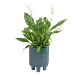 Spathiphyllum Bellini - Peace Lily -Plant Supplies Sale Spathiphyllum Bellini Peace Lily 13x40cm Pisa Plant Pot Emerald 20x24cm 099b0055 186f 4649 95c1 500ee791e309