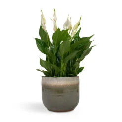 Spathiphyllum Bellini - Peace Lily -Plant Supplies Sale Spathiphyllum Bellini Peace Lily 13x40cm Tarra Plant Pot Forest 17x15cm