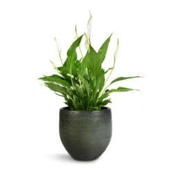 Spathiphyllum Bellini - Peace Lily -Plant Supplies Sale Spathiphyllum Bellini Peace Lily 13x40cm Zembla Plant Pot Green 18x16cm