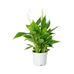 Spathiphyllum Bellini - Peace Lily -Plant Supplies Sale Spathiphyllum Bellini Peace Lily