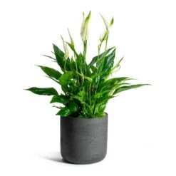 Spathiphyllum Bellini - Peace Lily -Plant Supplies Sale Spathiphyllum Bellini Peace Lily Charlie Plant Pot Black Washed