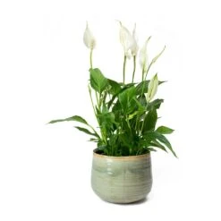 Spathiphyllum Bellini - Peace Lily -Plant Supplies Sale Spathiphyllum Bellini Peace Lily Iris Plant Pot