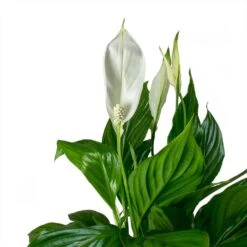 Spathiphyllum Bellini - Peace Lily -Plant Supplies Sale Spathiphyllum Bellini Peace Lily Leaves