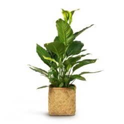 Kobe Bamboo Planter -Plant Supplies Sale Spathiphyllum Sebastiano Peace Lily 24x110cm Kobe Bamboo Planter 30x30x31cm 9994420a 7b7b 4587 a7cf b997cd5af6a4