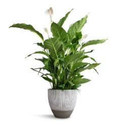 Jesslyn Plant Pot - Ridged White Stripe -Plant Supplies Sale Spathiphyllum Sebastiano Peace Lily Jesslyn Plant Pot Ridged White Stripe 33x29cm e3f81adf 6919 4ddb 92da 4cf742350034