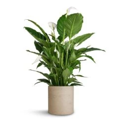 Max Plant Pot - Grey Washed -Plant Supplies Sale Spathiphyllum Sebastiano Peace Lily Max Plant Pot Grey Washed 30x30cm 35d78735 c772 4f21 906c 44c88db9a9ff