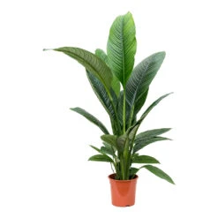 Spathiphyllum Sensation - Peace Lily 14 Spathiphyllum Sensation - Peace Lily -Plant Supplies Sale Spathiphyllum Sensation Peace Lily