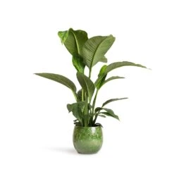 Aimee Plant Pot - Pear -Plant Supplies Sale Spathiphyllum Sensation Peace Lily 24x110cm Aimee Plant Pot Pear 33x28cm 984466bd b8dc 401a 94e1 3af83a1e6d91