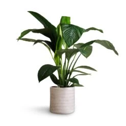Spathiphyllum Sensation - Peace Lily 22 Spathiphyllum Sensation - Peace Lily -Plant Supplies Sale Spathiphyllum Sensation Peace Lily 24x110cm Angle Cylinder Plant Pot White 30x30cm 1 9fd008d8 7d02 4382 9f00 81e558f24d8f
