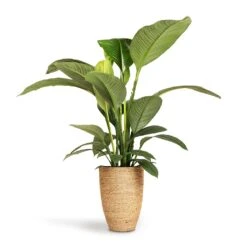 Ben Plant Pot - Straw Grass -Plant Supplies Sale Spathiphyllum Sensation Peace Lily 24x110cm Ben Plant Pot Straw Grass 30x41cm 5f0fdcae 3f42 4b6b 956e fd7ac8aac95b