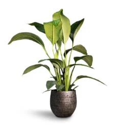 Spathiphyllum Sensation - Peace Lily 21 Spathiphyllum Sensation - Peace Lily -Plant Supplies Sale Spathiphyllum Sensation Peace Lily 24x110cm Evi Plant Pot Midnight Black35x32cm