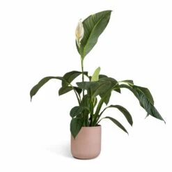 Spathiphyllum Sensation - Peace Lily 19 Spathiphyllum Sensation - Peace Lily -Plant Supplies Sale Spathiphyllum Sensation Peace Lily 24x120cm Lisbon Plant Pot Pink Clay 26x26cm 8c063182 6057 409c 87e7 9541ed1be840