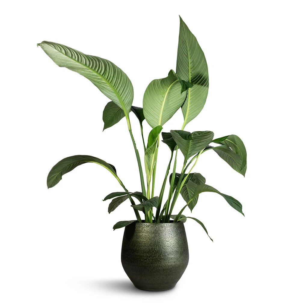 Spathiphyllum Sensation - Peace Lily 7 Spathiphyllum Sensation - Peace Lily - Image 7