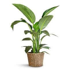 Spathiphyllum Sensation - Peace Lily 17 Spathiphyllum Sensation - Peace Lily -Plant Supplies Sale Spathiphyllum Sensation Peace Lily 24x120cm Sally Wikr Plant Basket Natural 41x29cm