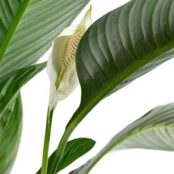Plant Supplies Sale -Plant Supplies Sale Spathiphyllum Sensation Peace Lily Close Up