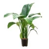 Spathiphyllum Sensation - Peace Lily - HydroCare
