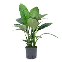 Spathiphyllum Sensation - Peace Lily - HydroCare -Plant Supplies Sale Spathiphyllum Sensation Peace Lily HydroCare 22 19x80cm