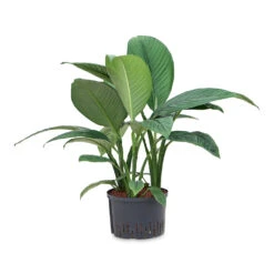 Spathiphyllum Sensation - Peace Lily - HydroCare -Plant Supplies Sale Spathiphyllum Sensation Peace Lily HydroCare 28 19x90cm