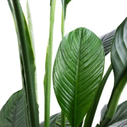 Spathiphyllum Sensation - Peace Lily 16 Spathiphyllum Sensation - Peace Lily -Plant Supplies Sale Spathiphyllum Sensation Peace Lily SWATCH 2