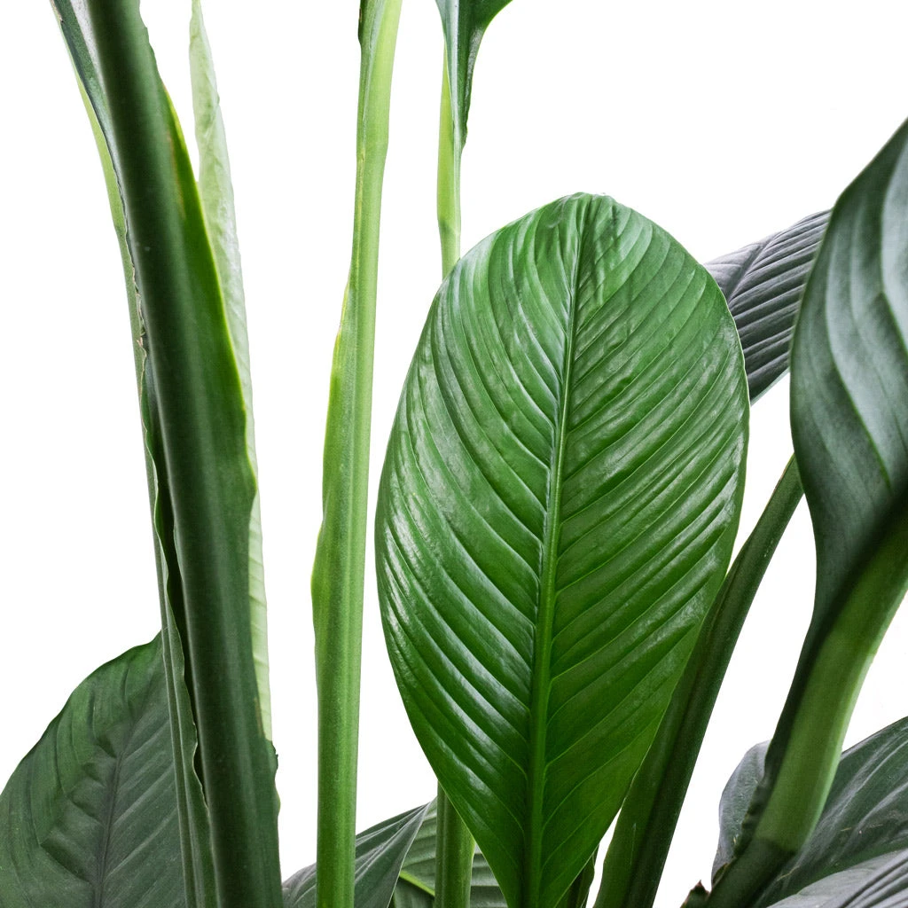 Spathiphyllum Sensation - Peace Lily 5 Spathiphyllum Sensation - Peace Lily - Image 5