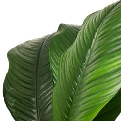 Spathiphyllum Sensation - Peace Lily - HydroCare -Plant Supplies Sale Spathiphyllum Sensation Peace Lily SWATCH ef374356 8e41 4d2a 976a 4be4ba6cd963