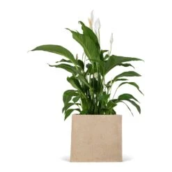 Raindrop Cube Planter - Stone 28 Raindrop Cube Planter - Stone -Plant Supplies Sale Spathiphyllum Sweet Lauretta Peace Lily 24x90cm Raindrop Cube Planter Stone 30x30x27cm 9676e8c7 85ca 4e31 9f7c dbced749a172