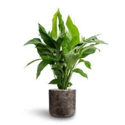 Luxe Lite Wrinkle Cylinder Planter - Bronze 26 Luxe Lite Wrinkle Cylinder Planter - Bronze -Plant Supplies Sale Spathiphyllum Sweet Lauretta Peace Lily Hydroculture Luxe Lite Wrinkle Cylinder Planter Bronze