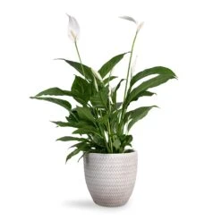Spathiphyllum Vivaldi - Peace Lily -Plant Supplies Sale Spathiphyllum Vivaldi Peace Lily 17x70cm Angle Couple Plant Pot White 24x23cm 3e0a5422 ce42 411d 9564 bfcd773153d3