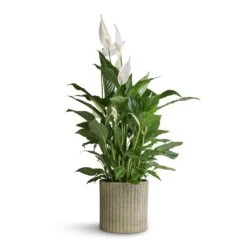 Azalea Ribbed Plant Pot - Speckled Green Stone 14 Azalea Ribbed Plant Pot - Speckled Green Stone -Plant Supplies Sale Spathiphyllum Vivaldi Peace Lily 17x70cm Azalea Ribbed Plant Pot Speckled Green Stone 20x20cm