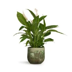 Spathiphyllum Vivaldi - Peace Lily -Plant Supplies Sale Spathiphyllum Vivaldi Peace Lily 17x70cm Moon Plant Pot Jungle 23x20cm 14987519 ba88 43dd 8c31 f2c799d92dbd