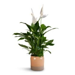 Spathiphyllum Vivaldi - Peace Lily -Plant Supplies Sale Spathiphyllum Vivaldi Peace Lily 17x70cm Puro Ripple Plant Pot Peach 21x19cm b1457af6 8a9d 47c9 88e5 050e33f6778c