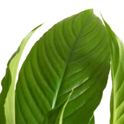 Spathiphyllum Vivaldi - Peace Lily -Plant Supplies Sale Spathiphyllum Vivaldi Peace Lily 2