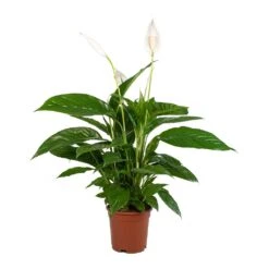 Spathiphyllum Vivaldi - Peace Lily -Plant Supplies Sale Spathiphyllum Vivaldi Peace Lily