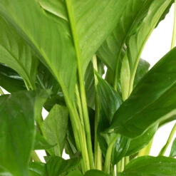 Spathiphyllum Vivaldi - Peace Lily -Plant Supplies Sale Spathiphyllum Vivaldi Peace Lily 3
