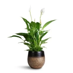 Spathiphyllum Vivaldi - Peace Lily -Plant Supplies Sale Spathuphyllum Vivaldi Peace Lilly 17x70cm Mya Plant Pot Deep Champagne 22x20cm