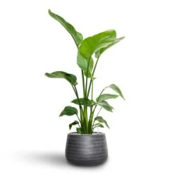 Angle Darcy Plant Pot - Anthracite -Plant Supplies Sale Strelitzia nicolai Bird of Paradise Hydroculture 21 19 x 85cm Angle Darcy Plant Pot Anthracite 34.5 x 24cm 9a004881 fbc1 411f 9b13 c3a6f0e8e05d