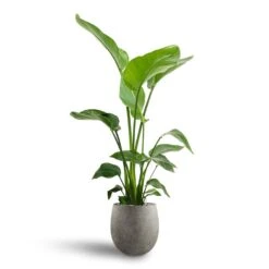 Grigio Balloon Plant Pot - Natural Concrete -Plant Supplies Sale Strelitzia nicolai Bird of Paradise Hydroculture 21 19 x 85cm Grigio Balloon Plant Pot Natural Concrete 30 x 30cm 5ec60632 445d 4e4d ae9d 2458275d2b3a