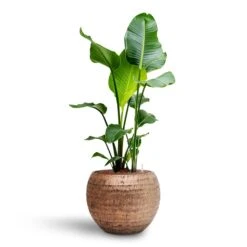 Opus Hammered Globe Planter - Gold -Plant Supplies Sale Strelitzia nicolai Bird of Paradise Hydroculture 22 19 x 105cm Opus Hammered Globe Planter Gold 41 x 32cm 2d8f23b4 2809 469b aa4b 63b9233be575
