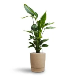 Chao Plant Pot - Concrete 8 Chao Plant Pot - Concrete -Plant Supplies Sale Strelitzia nicolai Bird of Paradise Hydroculture 26 25 x 140cm Chao Plant Pot Concrete 27.5 x 31.5cm 00f73198 d1b9 48ee 8c27 58cbceb491d8