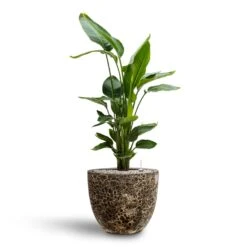Lava Couple Relic Planter - Black -Plant Supplies Sale Strelitzia nicolai Bird of Paradise Hydroculture 26 25 x 140cm Lava Couple Relic Planter Black 37 x 34cm 7913072b 904a 4688 8948 346b2115b336