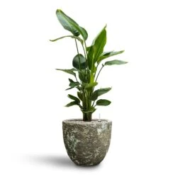 Lava Couple Relic Planter - Jade -Plant Supplies Sale Strelitzia nicolai Bird of Paradise Hydroculture 26 25 x 140cm Lava Couple Relic Planter Jade 36 x 34cm d1d9c603 661e 46a4 877e 4453f9ec3597