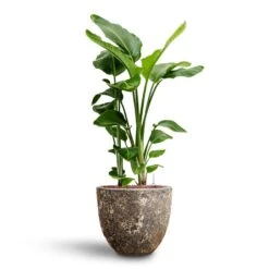 Lava Couple Relic Planter - Rust -Plant Supplies Sale Strelitzia nicolai Bird of Paradise Hydroculture 26 25 x 140cm Lava Couple Relic Planter Rust 37 x 34cm 89883b79 a2f4 49e0 9560 41a3390baa99