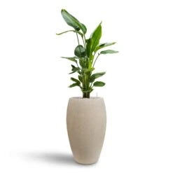 Raindrop Tall Balloon Planter - Stone -Plant Supplies Sale Strelitzia nicolai Bird of Paradise Hydroculture 26 25 x 140cm Raindrop Tall Balloon Planter Stone 37 x 60cm 006ff816 0692 4d8c b25b 5f61a9160b58