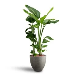 Grigio Egg Pot Planter - Natural Concrete -Plant Supplies Sale Strelitzia nicolai Bird of Paradise Hydroculture 28 19 x 100cm Grigio Egg Pot Planter Natural Concrete 40 x 36cm a07386ec cb63 4db4 9583 b2f12f0ff838