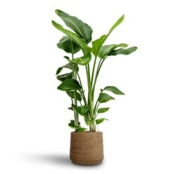 Patt Plant Pot - Straw Grass -Plant Supplies Sale Strelitzia nicolai Bird of Paradise Hydroculture 28 19 x 100cm Patt Plant Pot Straw Grass 35 x 30cm