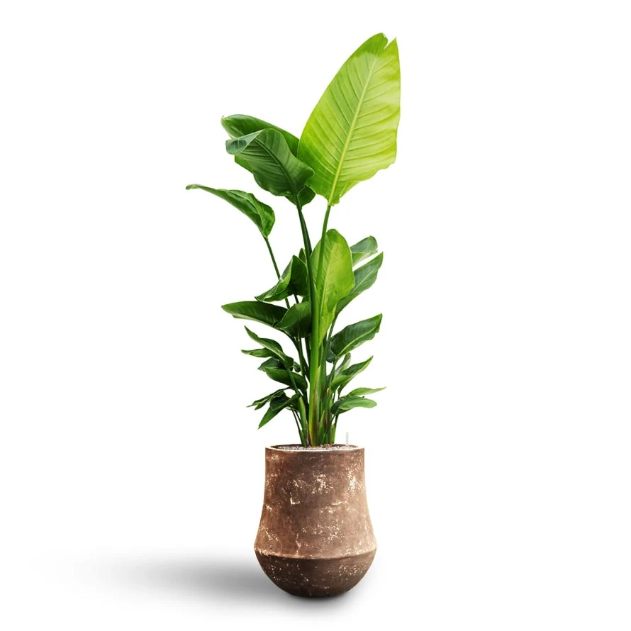 Polystone Coated Darcy Planter - Rock 6 Polystone Coated Darcy Planter - Rock - Image 6