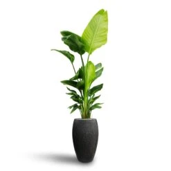 Raindrop Tall Balloon Planter - Anthracite -Plant Supplies Sale Strelitzia nicolai Bird of Paradise Hydroculture Raindrop Tall Vase Planter Anthracite
