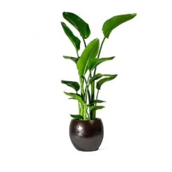 Kae Plant Pot - Mocha -Plant Supplies Sale Strelitzia nicolai Bird of Paradise Kae Plant Pot Mocha