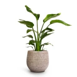 Ryan Plant Pot - White Black -Plant Supplies Sale Strelitzia nicolai Giant White Bird Of Paradise 17x60cm Ryan Plant Pot White Black 26x26cm
